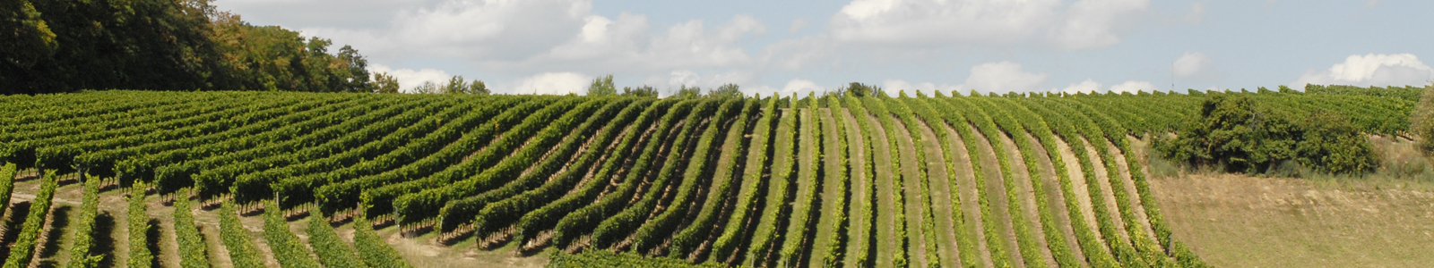 Blick auf Weinberge ©DLR